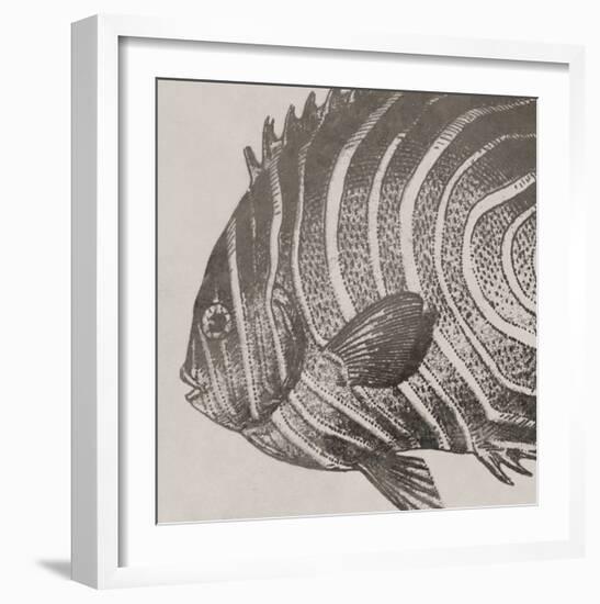 Vintage Fish II-Sparx Studio-Framed Art Print