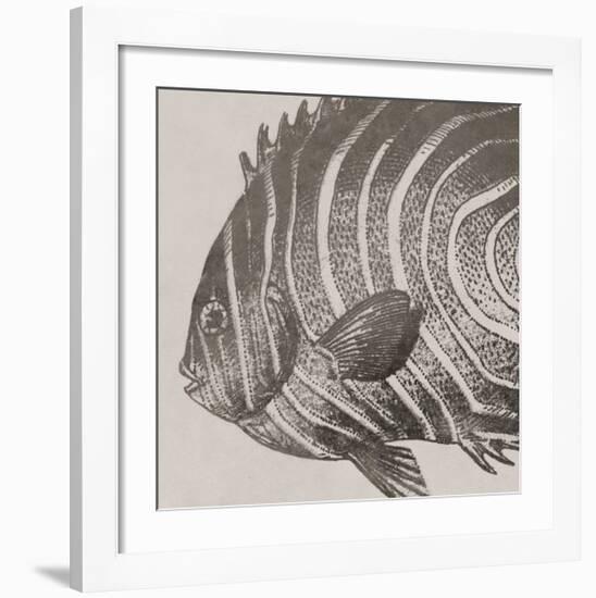 Vintage Fish II-Sparx Studio-Framed Giclee Print