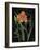 Vintage Flora II-Sue Schlabach-Framed Art Print