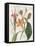 Vintage Flora III Ivory-Sue Schlabach-Framed Stretched Canvas
