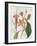 Vintage Flora III Ivory-Sue Schlabach-Framed Art Print