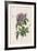 Vintage Flower II-Stephanie Monahan-Framed Giclee Print