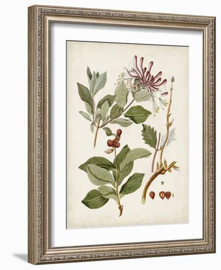 Vintage Flowering Trees III-0 Unknown-Framed Art Print