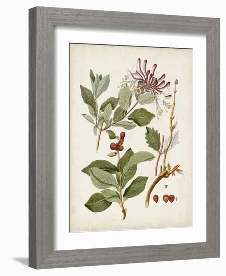 Vintage Flowering Trees III-0 Unknown-Framed Art Print