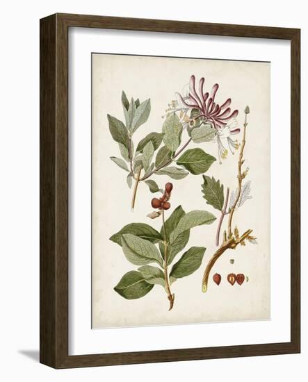 Vintage Flowering Trees III-0 Unknown-Framed Art Print