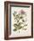 Vintage Flowering Trees III-0 Unknown-Framed Art Print