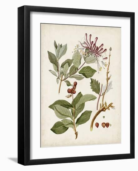 Vintage Flowering Trees III-0 Unknown-Framed Art Print