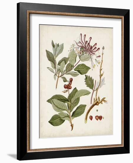 Vintage Flowering Trees III-0 Unknown-Framed Art Print