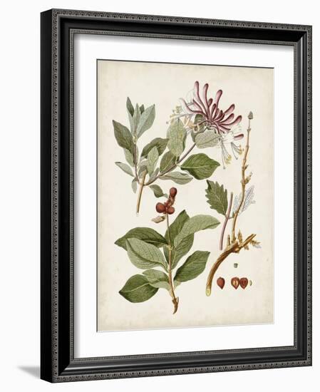 Vintage Flowering Trees III-0 Unknown-Framed Art Print