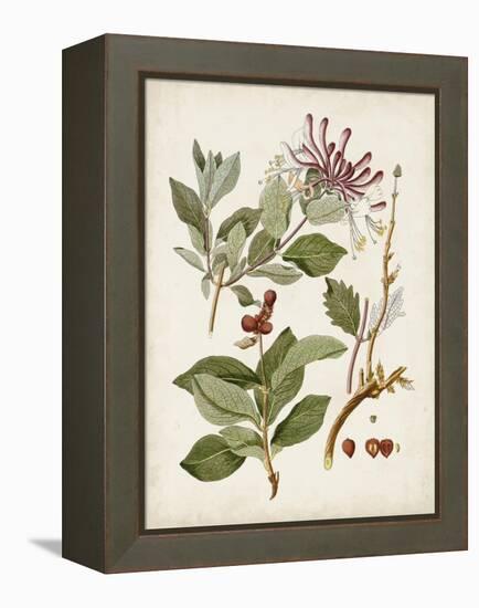 Vintage Flowering Trees III-0 Unknown-Framed Stretched Canvas