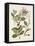 Vintage Flowering Trees III-0 Unknown-Framed Stretched Canvas