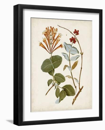 Vintage Flowering Trees IV-0 Unknown-Framed Art Print