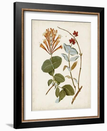 Vintage Flowering Trees IV-0 Unknown-Framed Art Print