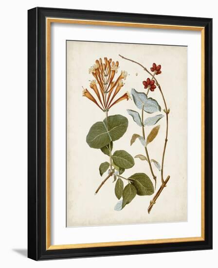 Vintage Flowering Trees IV-0 Unknown-Framed Art Print