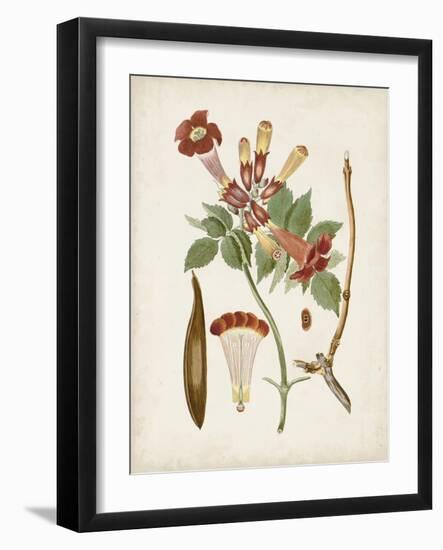 Vintage Flowering Trees V-0 Unknown-Framed Art Print