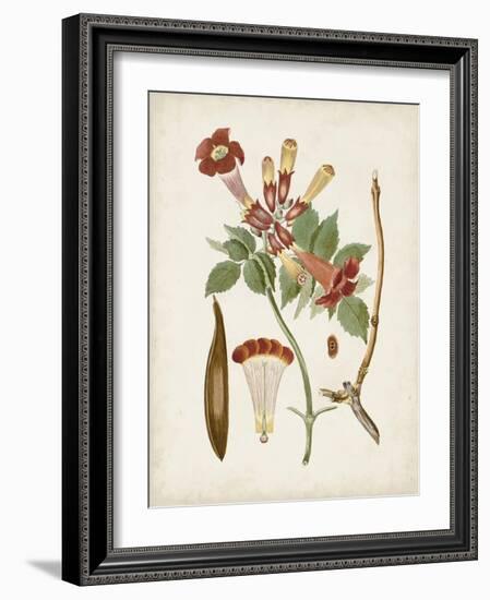 Vintage Flowering Trees V-0 Unknown-Framed Art Print