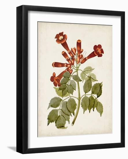 Vintage Flowering Trees VI-0 Unknown-Framed Art Print