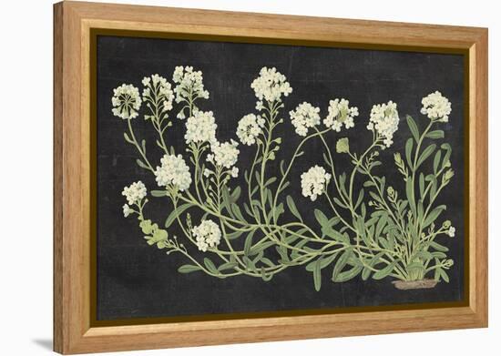 Vintage Flowers on Black-Wild Apple Portfolio-Framed Stretched Canvas