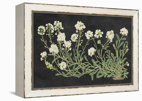 Vintage Flowers on Black-Wild Apple Portfolio-Framed Stretched Canvas