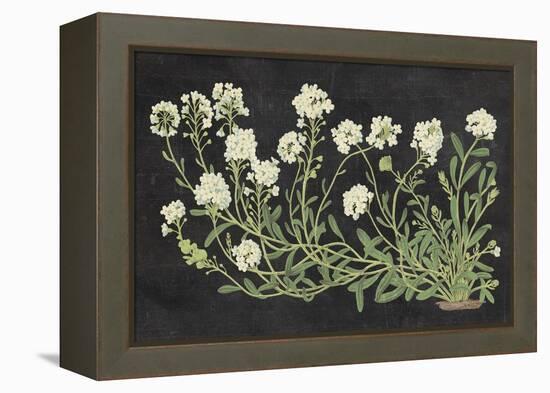 Vintage Flowers on Black-Wild Apple Portfolio-Framed Stretched Canvas