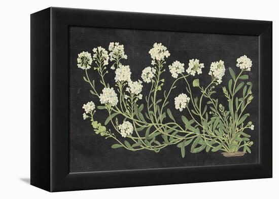 Vintage Flowers on Black-Wild Apple Portfolio-Framed Stretched Canvas