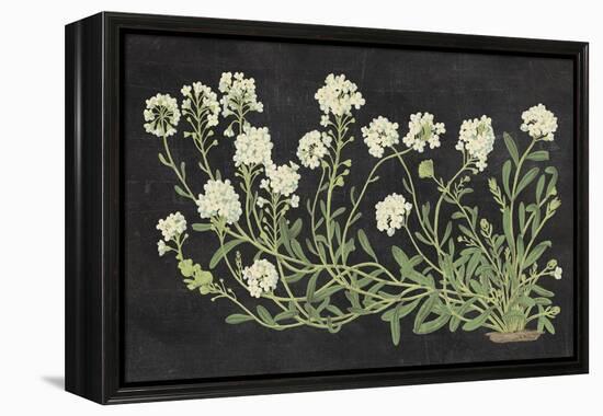 Vintage Flowers on Black-Wild Apple Portfolio-Framed Stretched Canvas