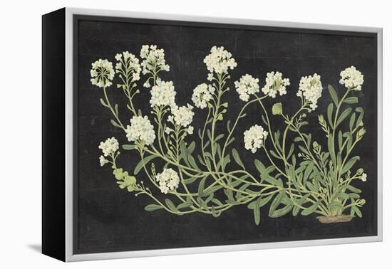 Vintage Flowers on Black-Wild Apple Portfolio-Framed Stretched Canvas