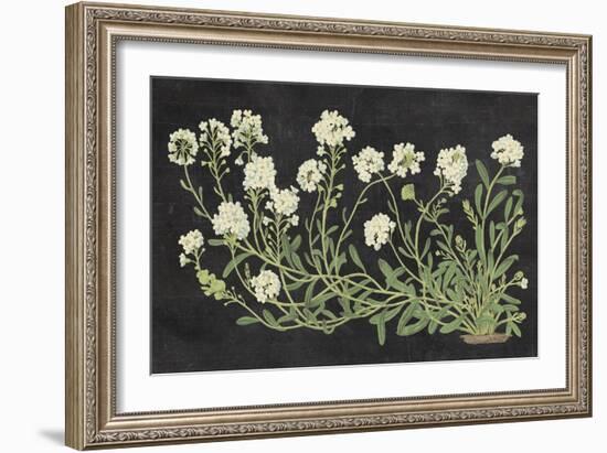 Vintage Flowers on Black-Wild Apple Portfolio-Framed Art Print