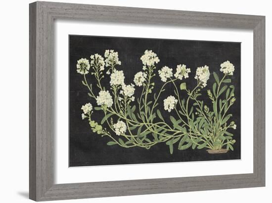 Vintage Flowers on Black-Wild Apple Portfolio-Framed Art Print