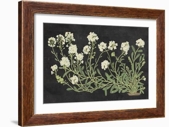 Vintage Flowers on Black-Wild Apple Portfolio-Framed Art Print