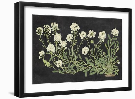 Vintage Flowers on Black-Wild Apple Portfolio-Framed Art Print