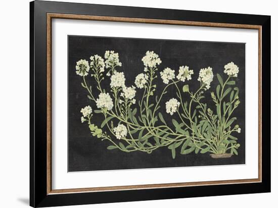 Vintage Flowers on Black-Wild Apple Portfolio-Framed Art Print