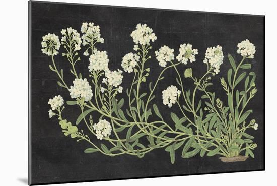 Vintage Flowers on Black-Wild Apple Portfolio-Mounted Art Print