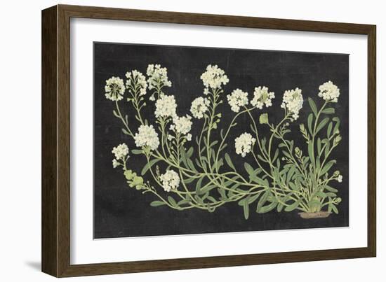 Vintage Flowers on Black-Wild Apple Portfolio-Framed Premium Giclee Print