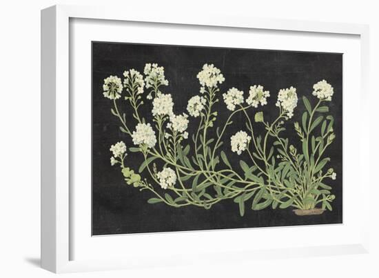 Vintage Flowers on Black-Wild Apple Portfolio-Framed Premium Giclee Print