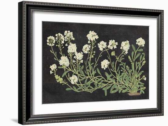 Vintage Flowers on Black-Wild Apple Portfolio-Framed Premium Giclee Print