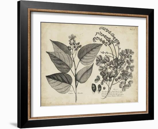 Vintage Folia III-Vision Studio-Framed Art Print