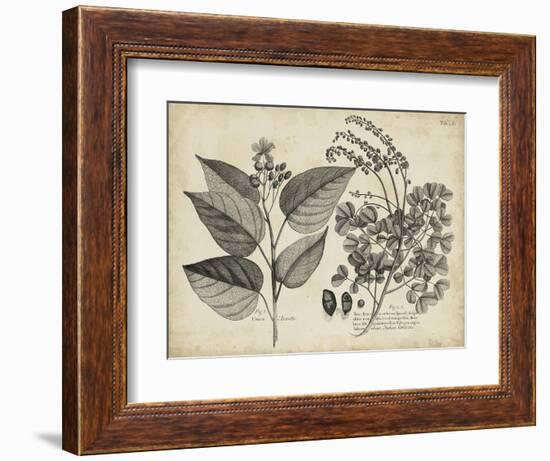 Vintage Folia III-Vision Studio-Framed Art Print