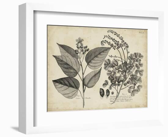 Vintage Folia III-Vision Studio-Framed Art Print