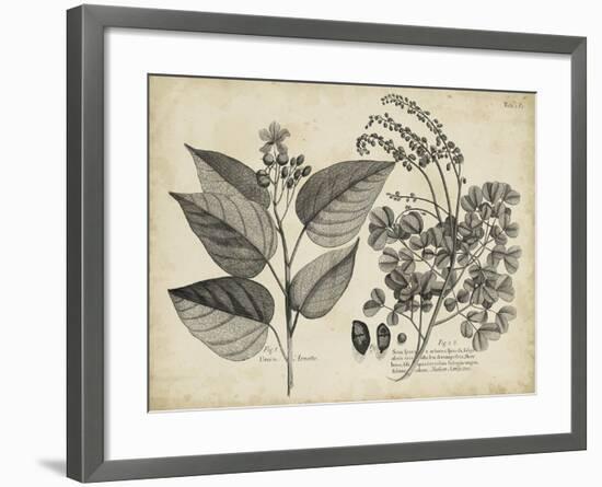 Vintage Folia III-Vision Studio-Framed Art Print