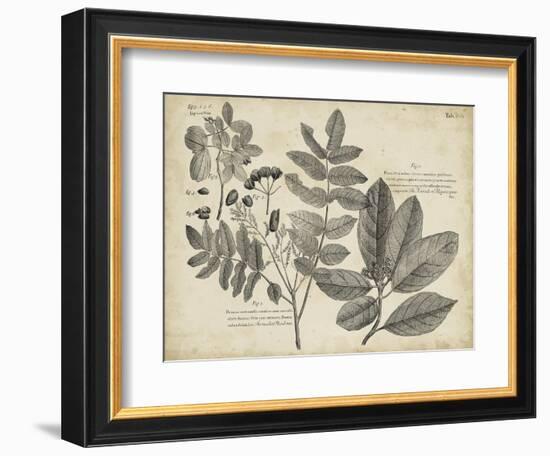 Vintage Folia V-Vision Studio-Framed Art Print