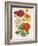 Vintage Garden Beauties II-Horto Van Houtteano-Framed Art Print