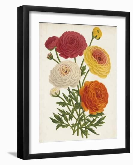 Vintage Garden Beauties II-Horto Van Houtteano-Framed Art Print