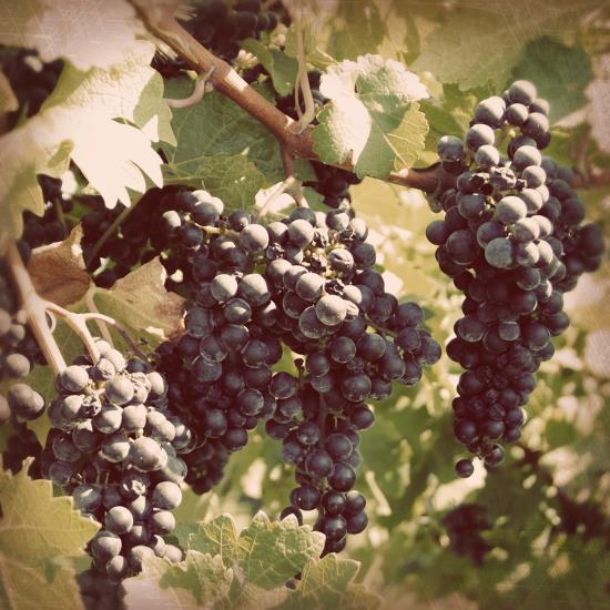 Vintage Grape Vines I Photographic Print by Jason Johnson | Art.com