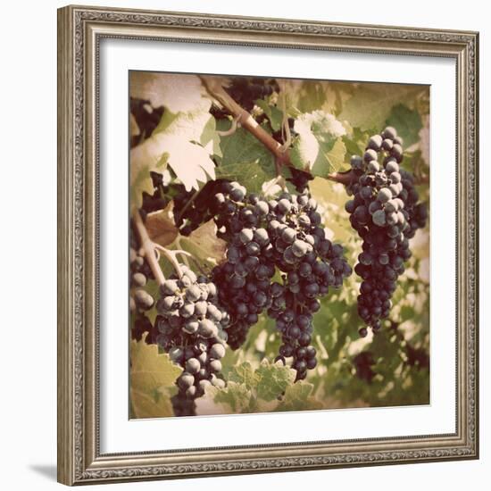 Vintage Grape Vines I-Jason Johnson-Framed Photographic Print