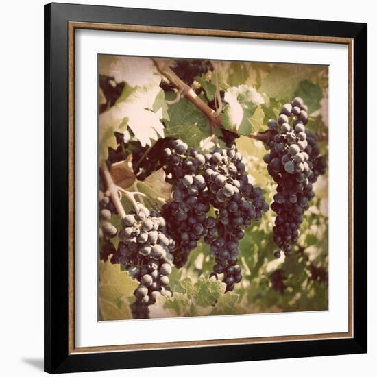 Vintage Grape Vines I-Jason Johnson-Framed Photographic Print