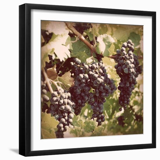 Vintage Grape Vines I-Jason Johnson-Framed Photographic Print