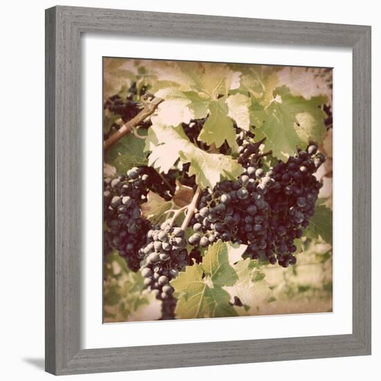 Vintage Grape Vines II-Jason Johnson-Framed Photographic Print