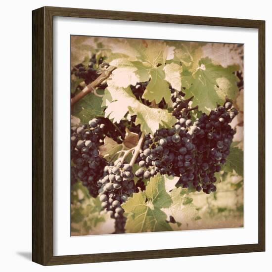 Vintage Grape Vines II-Jason Johnson-Framed Photographic Print