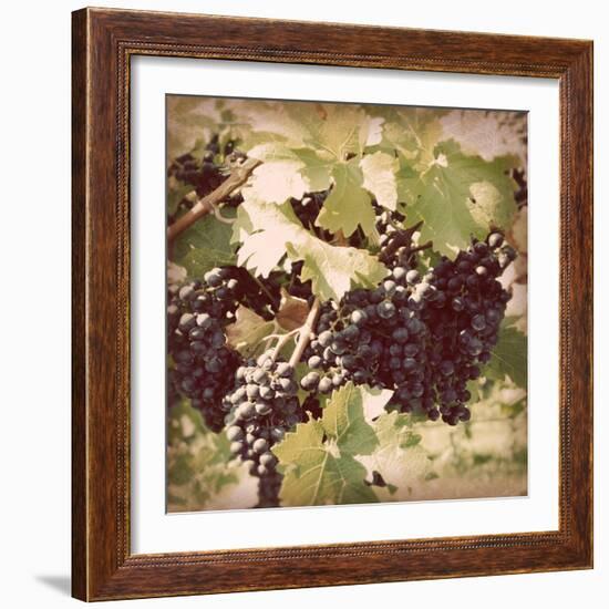 Vintage Grape Vines II-Jason Johnson-Framed Photographic Print